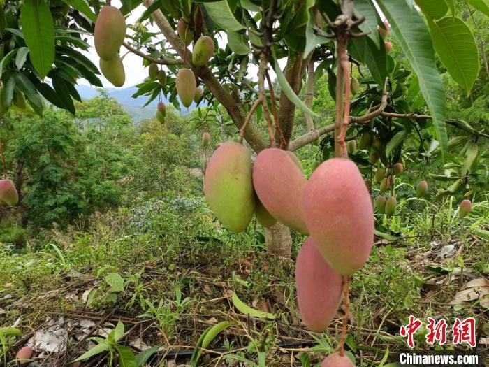 贵州种植什么水果前景最好_合适贵州种植的水果_贵州种植水果致富