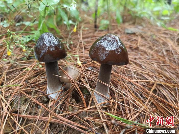 贵州种植水果致富_贵州种植什么水果前景最好_合适贵州种植的水果