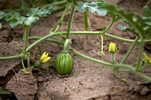 西瓜种植技术｜西瓜的根、茎、叶、花及果形态特征