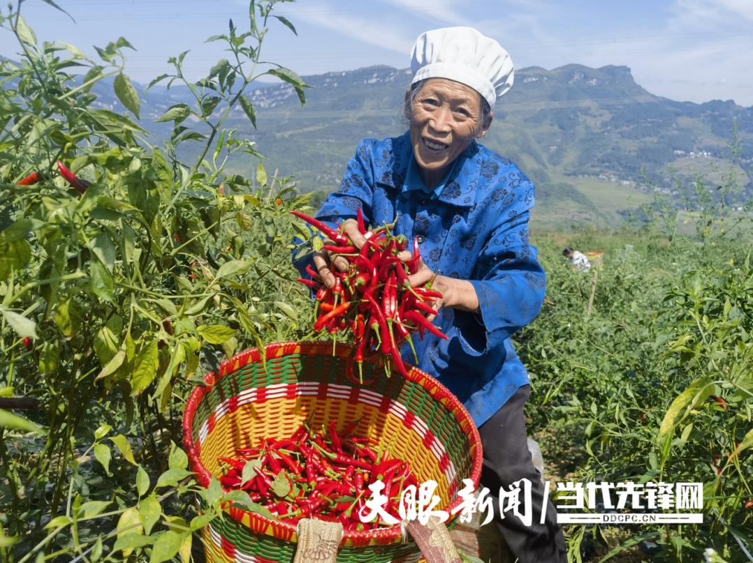 如何种植黄杨_致富种植黄杨方法图片_种植黄杨致富方法