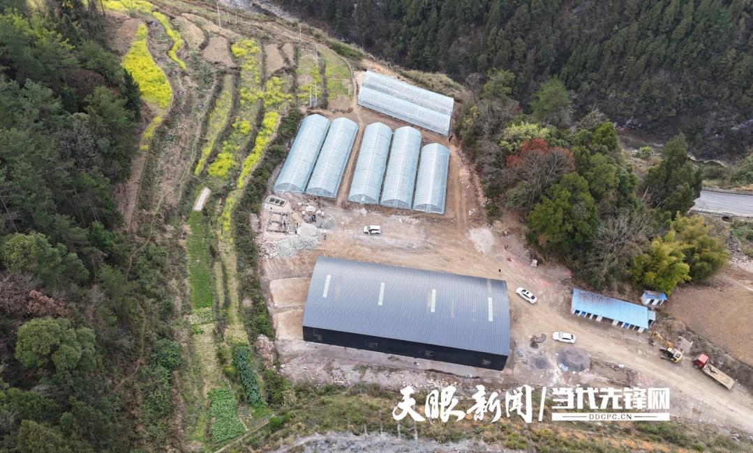 种植黄杨致富方法_如何种植黄杨_致富种植黄杨方法图片