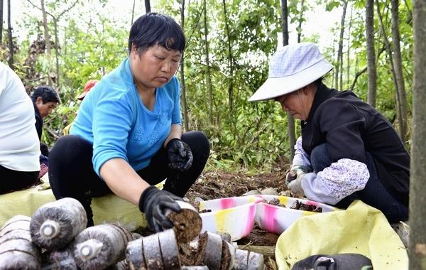 贵州大方：林下天麻成群众增收致富“新引擎”