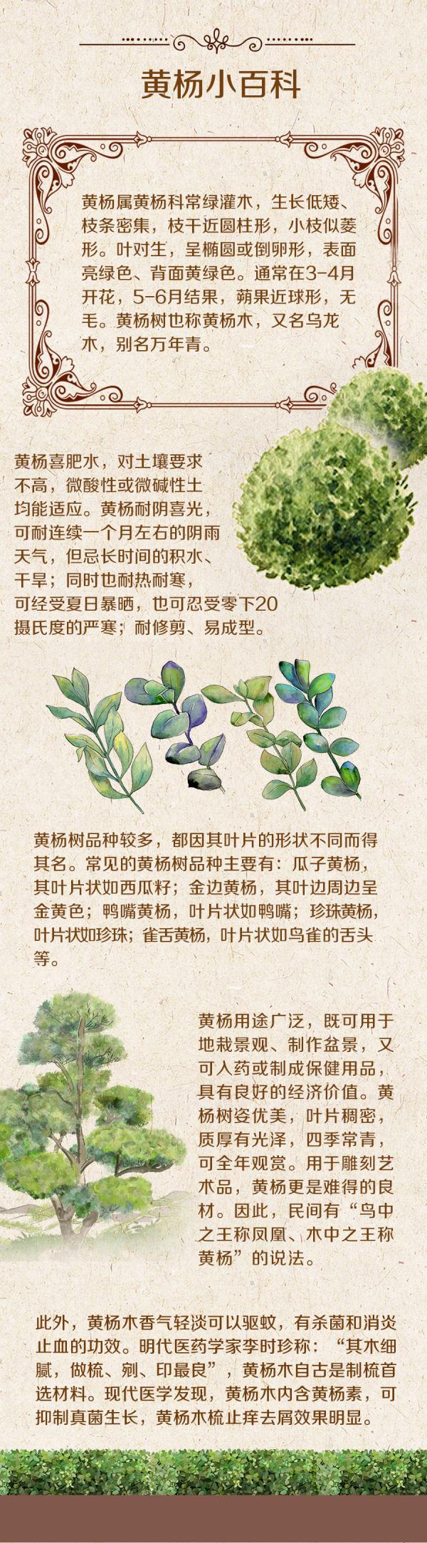 种植黄杨致富方法_如何种植黄杨_致富种植黄杨方法视频