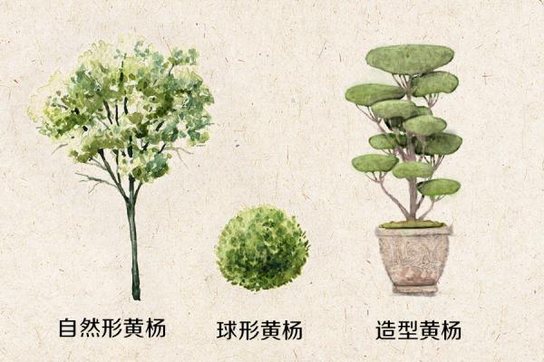 如何种植黄杨_种植黄杨致富方法_致富种植黄杨方法视频