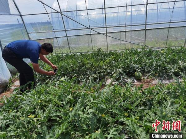 西瓜种植小凤技术与管理_小凤西瓜苗_特小凤西瓜种植技术