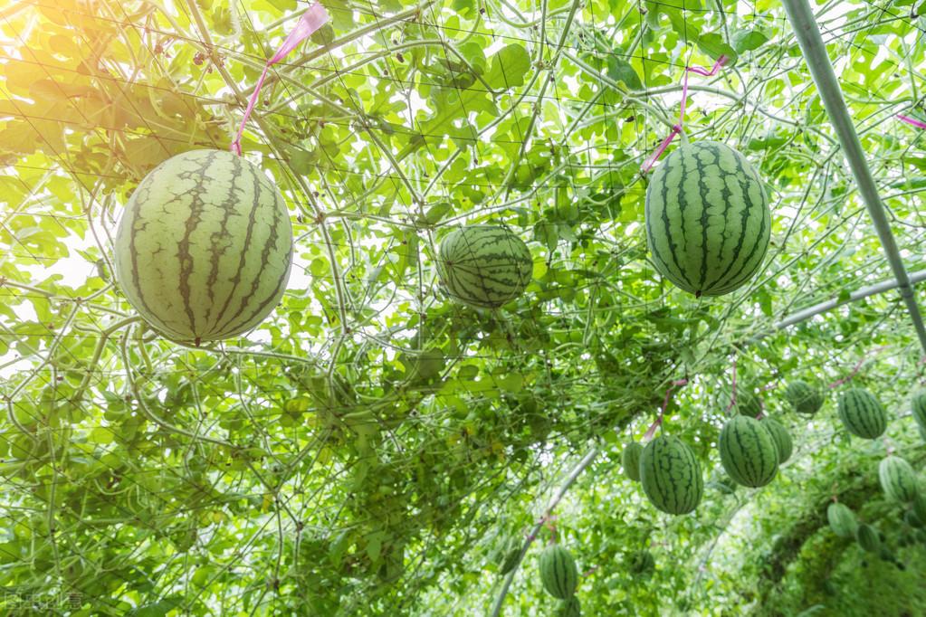 小凤西瓜苗_特小凤西瓜种植技术_西瓜种植小凤技术与管理