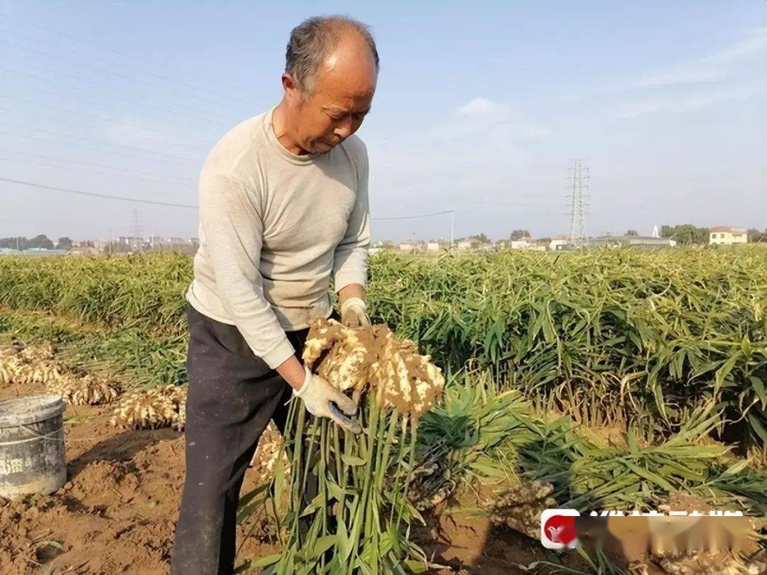 致富生姜种植技术视频_生姜种植致富吗_生姜种植挣钱吗