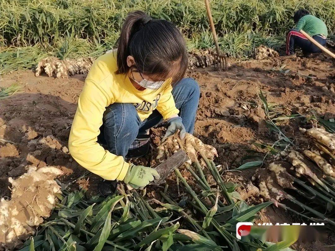 生姜种植致富吗_生姜种植挣钱吗_致富生姜种植技术视频