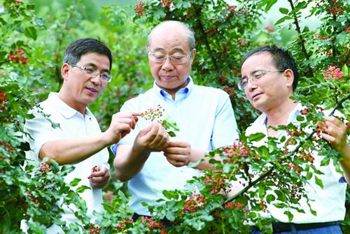 魏安智：让小花椒变身致富“金豆豆”