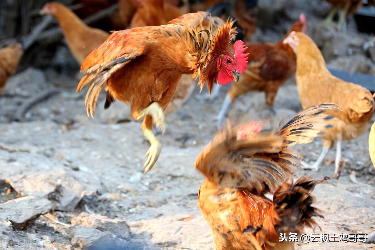 农村土鸡养殖技术视频_养殖农业土鸡技术与管理_养殖土鸡技术农业