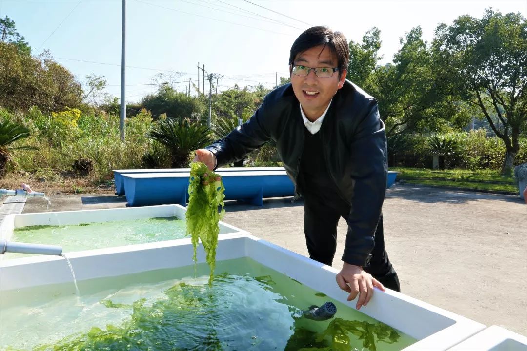 象山绿藻养殖致富_象山绿藻养殖致富_象山绿藻养殖致富