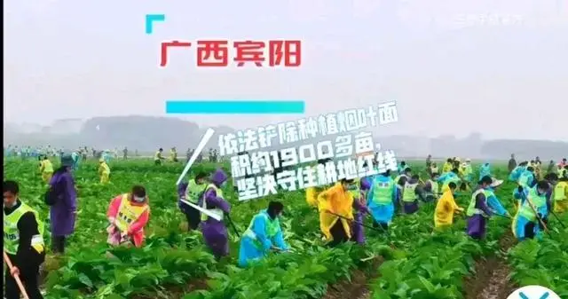 生姜种植致富经_生姜种植致富吗_致富生姜种植视频