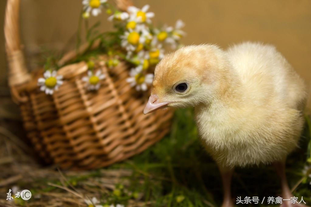 养殖农业土鸡技术视频_养殖土鸡技术农业_养殖土鸡的技术