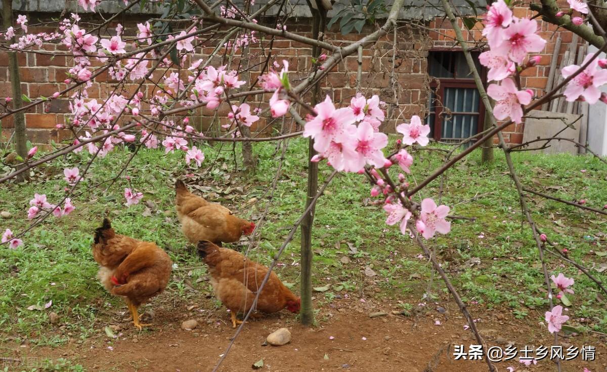 养殖土鸡的技术_养殖农业土鸡技术与管理_养殖土鸡技术农业