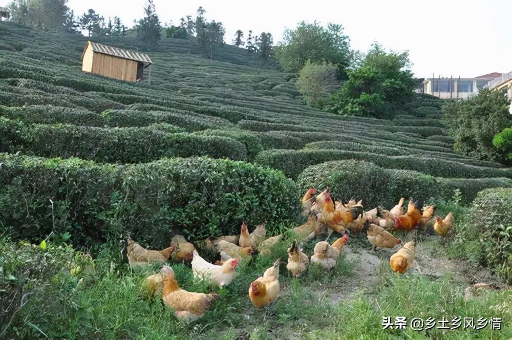 养殖农业土鸡技术与管理_养殖土鸡技术农业_养殖土鸡的技术