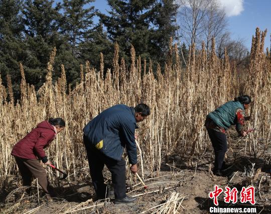 甘肃甘南首次引进藜麦种植 “洋庄稼” 拓藏区民众致富路