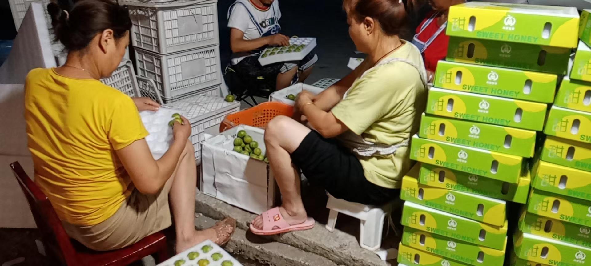 合适贵州种植的水果_贵州种植水果致富_贵州种植什么水果最赚钱
