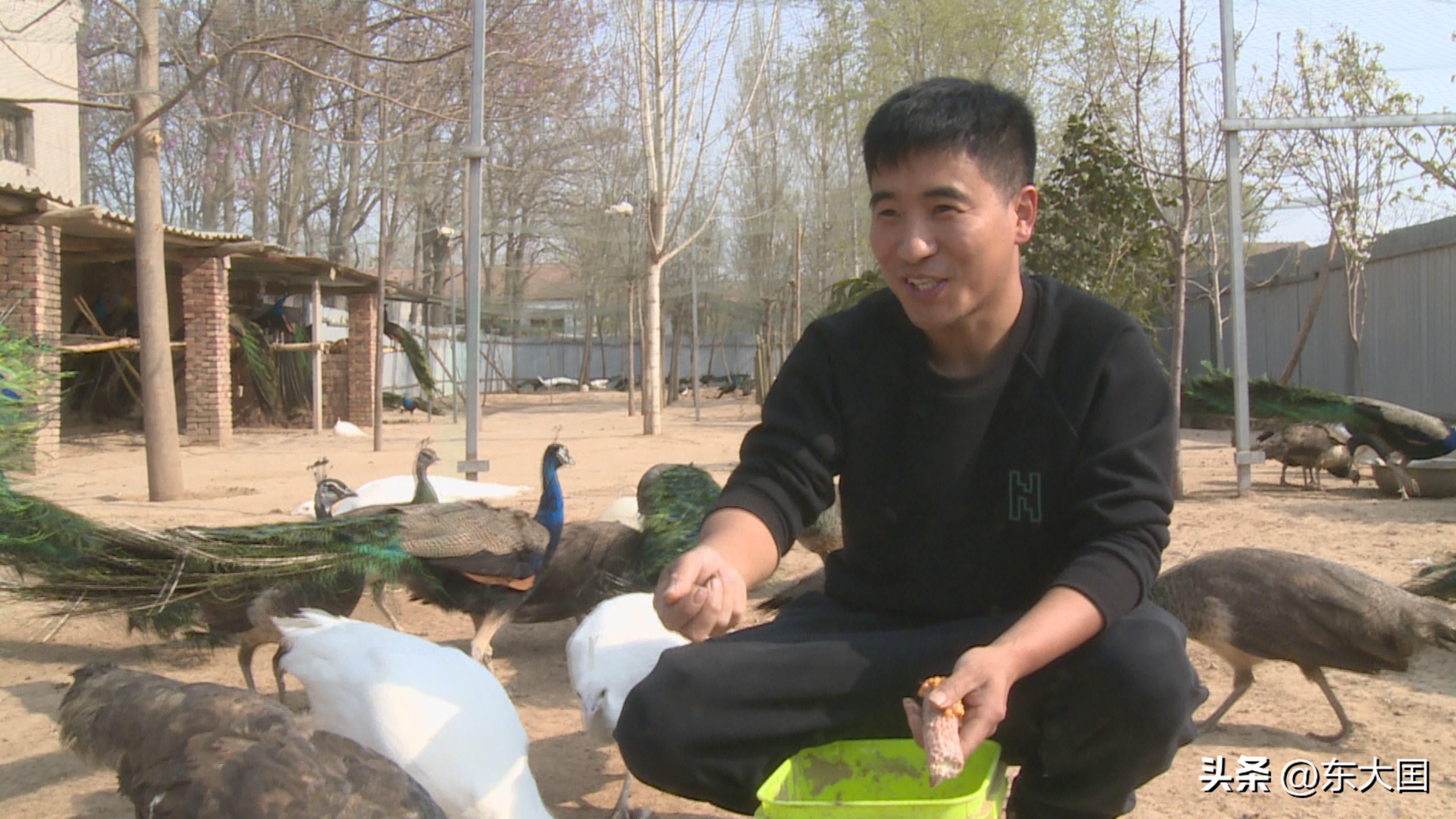 农广天地致富经养殖鸡_农广天地土鸡养殖技术_农广天地养殖鸡视频