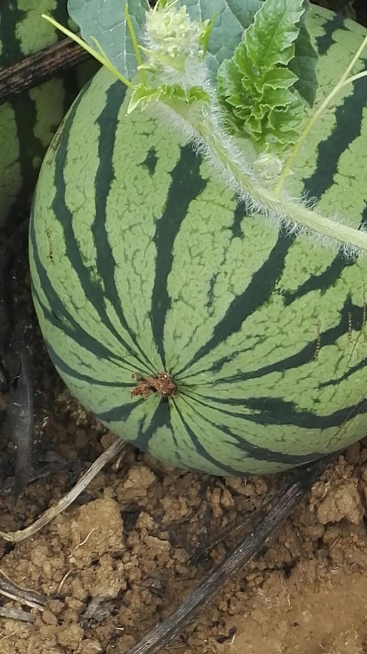 特小凤西瓜种植技术_小凤西瓜怎么种植_西瓜种植小凤技术视频