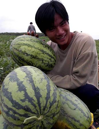 小凤西瓜怎么种植_西瓜种植小凤技术视频_特小凤西瓜种植技术