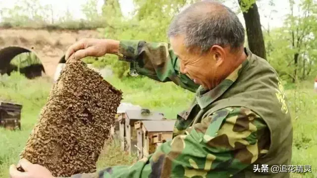 养好蜂不能靠精明的商业头脑，顺应自然才能取得好收成