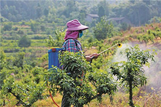 丰都：荒山种上花椒树 村民致富有门路