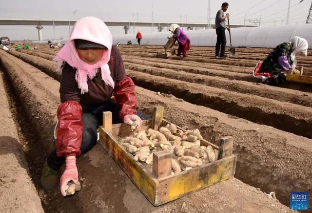 青岛平度：生姜规模种植 姜农增收致富