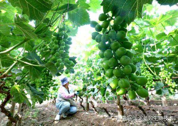 东北养蚯蚓怎样过冬_蚯蚓养殖东北可以么_东北冬季蚯蚓养殖技术