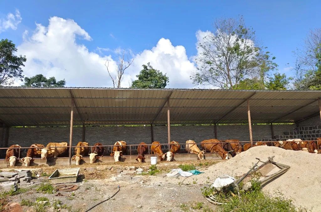 养殖肉牛致富项目_致富经肉牛养殖场的视频_致富养殖肉牛项目有哪些