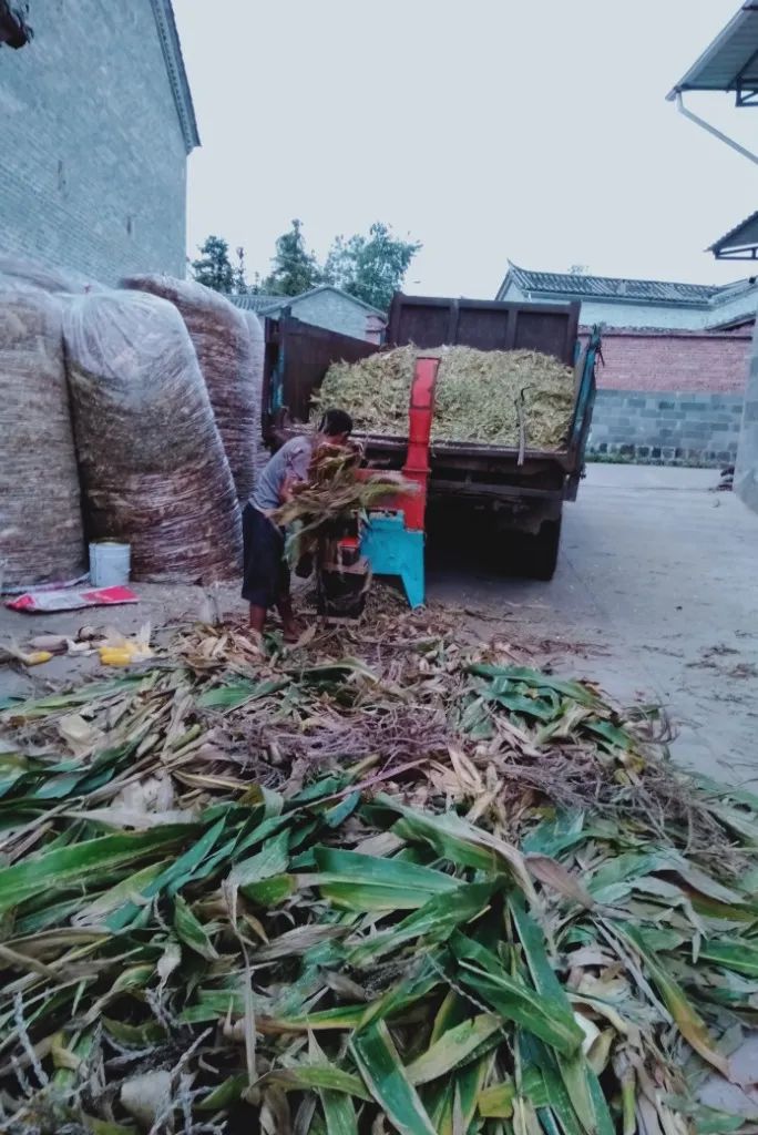 致富养殖肉牛项目有哪些_致富经肉牛养殖场的视频_养殖肉牛致富项目