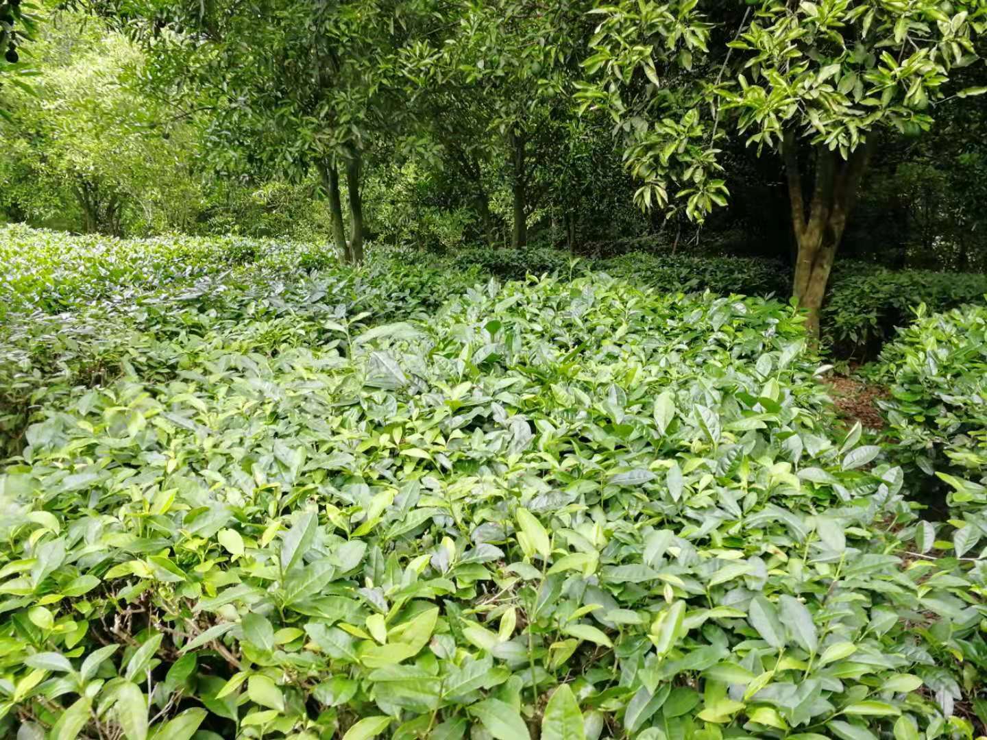 致富种植姑娘图片大全_姑娘种植致富_致富种植姑娘小说