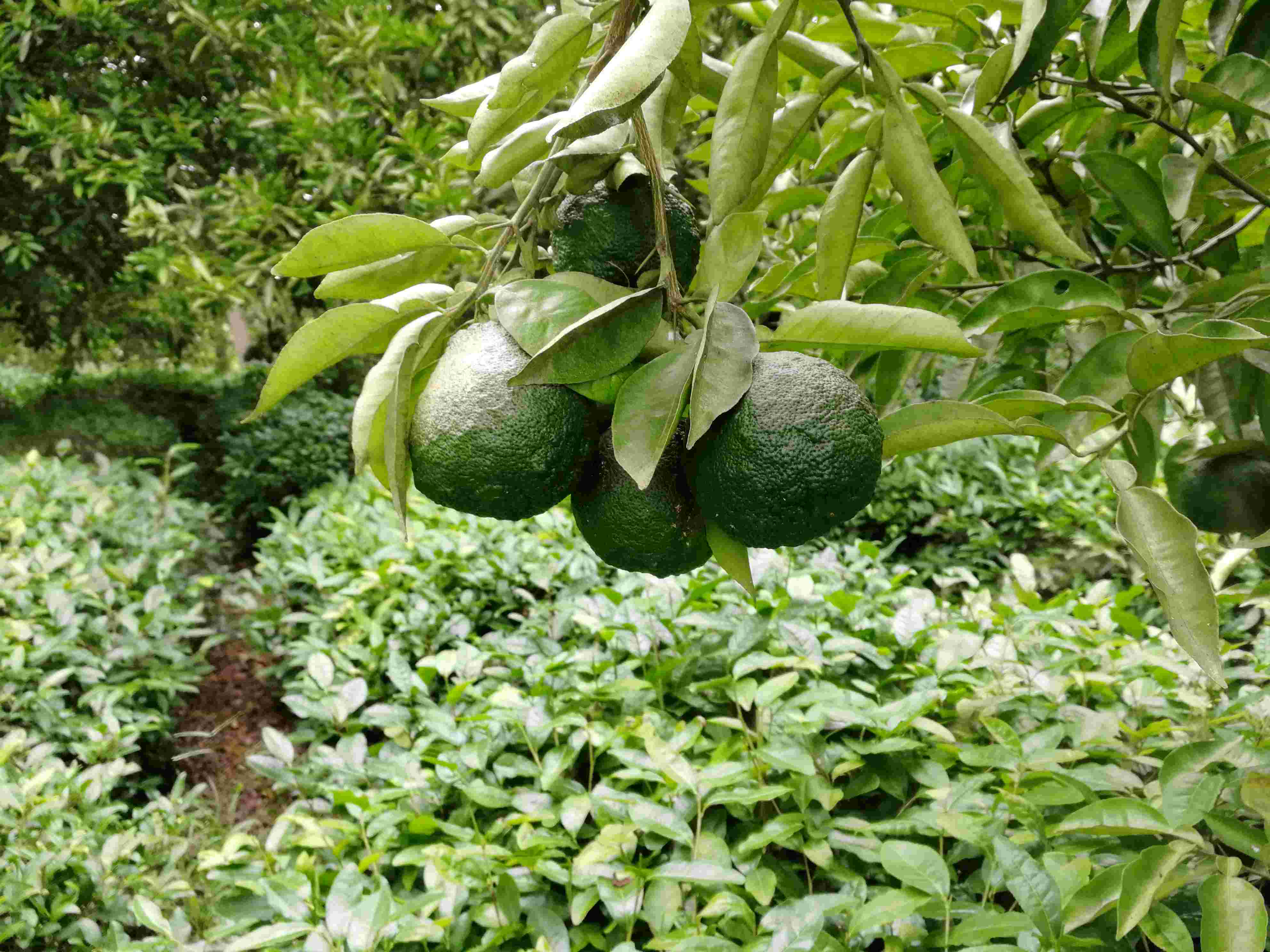 致富种植姑娘小说_致富种植姑娘图片大全_姑娘种植致富