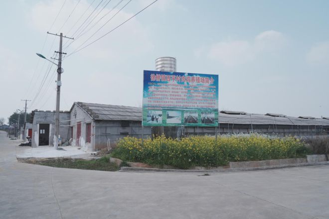 肉公鸡养殖致富_公鸡养殖市场前景如何_养殖大公鸡利润多少