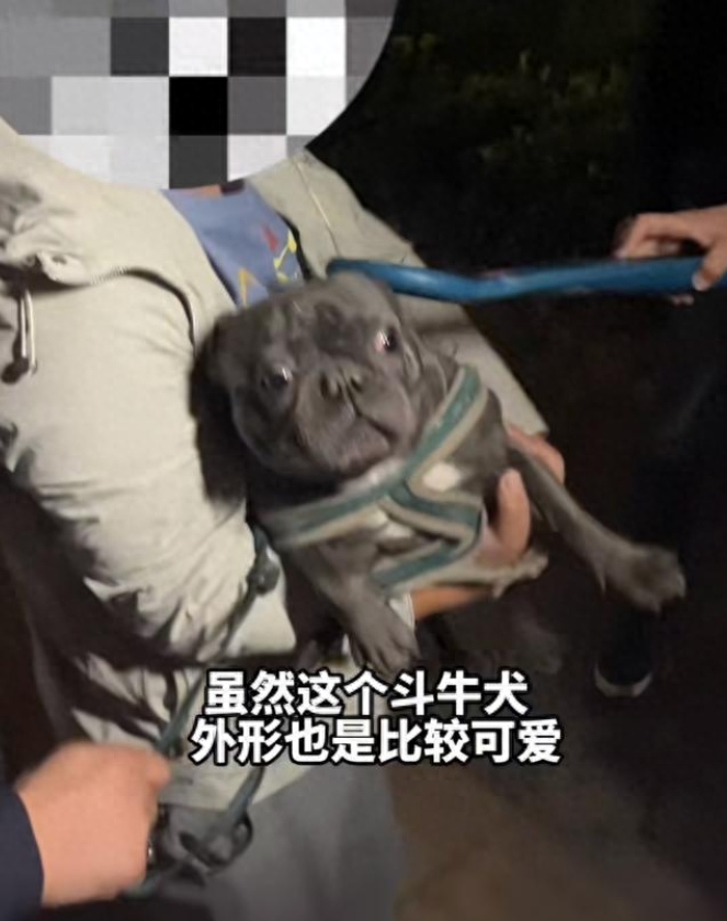 郑州治理养狗新规引热议，法斗被指禁养犬惹网友争议