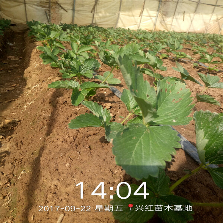 无锡市红颜草莓苗种植技术