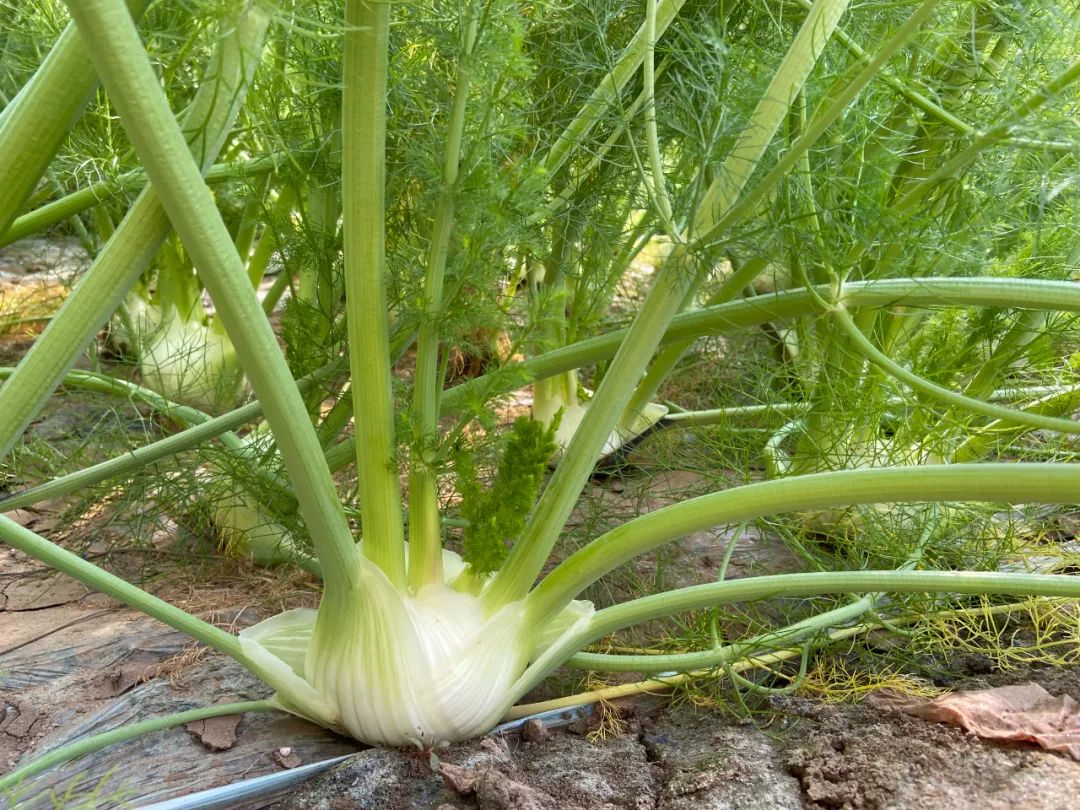 寿光种菜赚钱吗_寿光种植蔬菜的有利条件_寿光种植致富