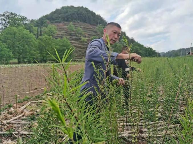 种党参的利润_党参种植利润_党参种植致富