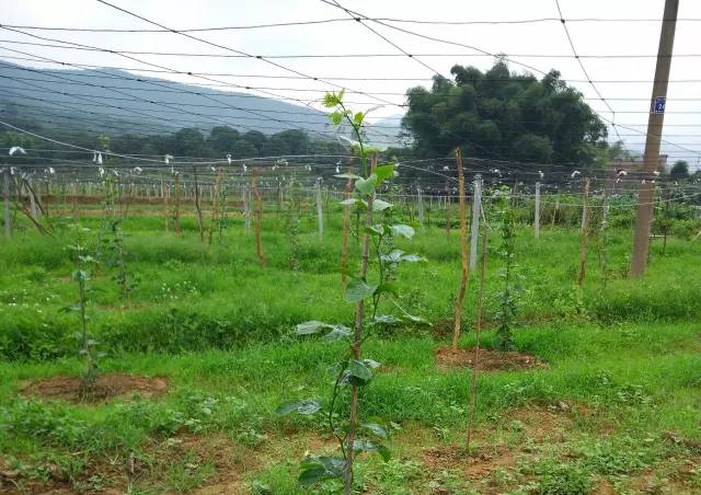 三农视频生姜种植技术_每日农经生姜种植视频_本地生姜种植技术视频