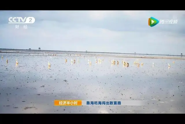 海鸭蛋横空出世，蛋黄富得流油堪比蟹黄，竟然登上CCTV！