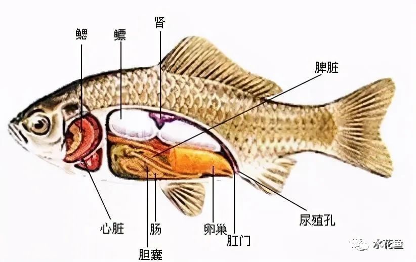 冬季鲤鱼养殖技术_鲤鱼养殖冬季技术要点_鲤鱼冬天怎么过冬