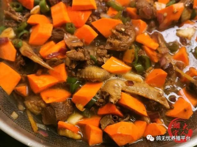 养肉鸽技术视频大全_肉鸽养殖技术视频教程_肉鸽养殖视频技术视频