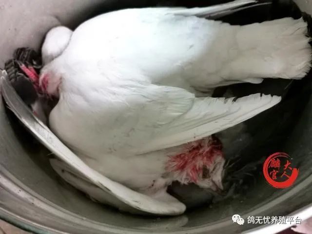 养肉鸽技术视频大全_肉鸽养殖视频技术视频_肉鸽养殖技术视频教程