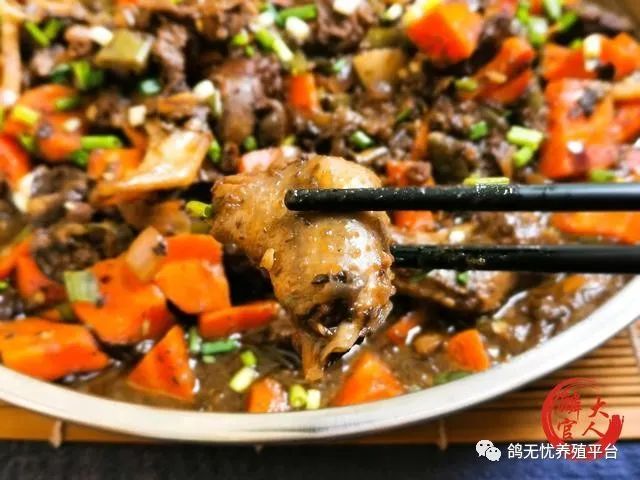 肉鸽养殖技术视频教程_养肉鸽技术视频大全_肉鸽养殖视频技术视频