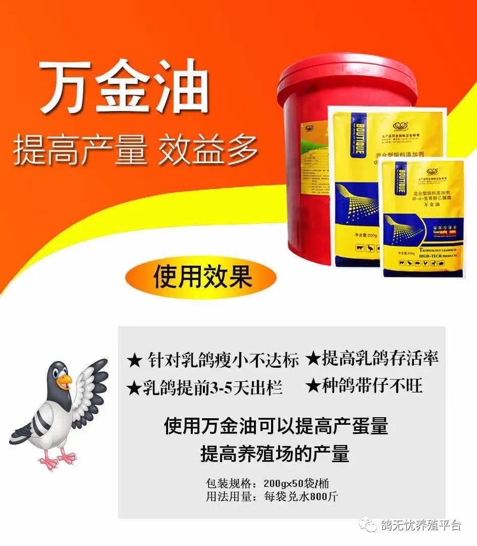 肉鸽养殖技术视频教程_肉鸽养殖视频技术视频_养肉鸽技术视频大全