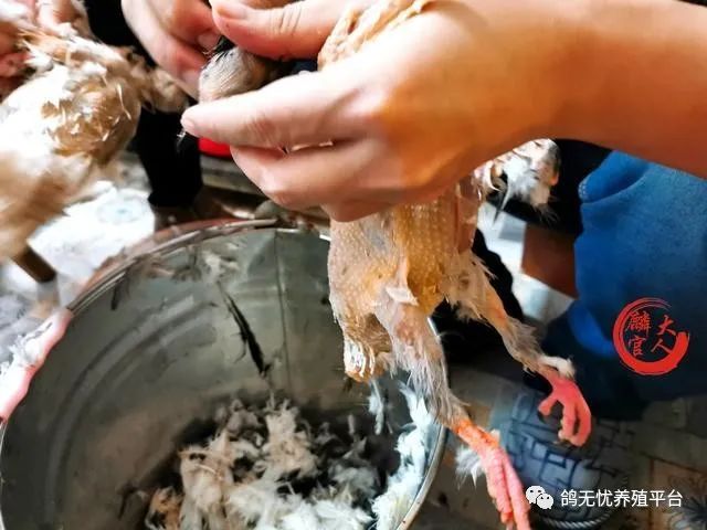 肉鸽养殖视频技术视频_肉鸽养殖技术视频教程_养肉鸽技术视频大全