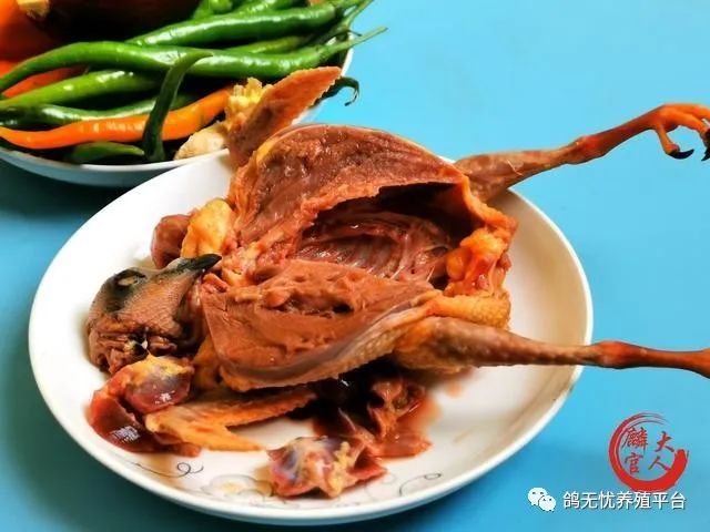 肉鸽养殖技术视频教程_肉鸽养殖视频技术视频_养肉鸽技术视频大全