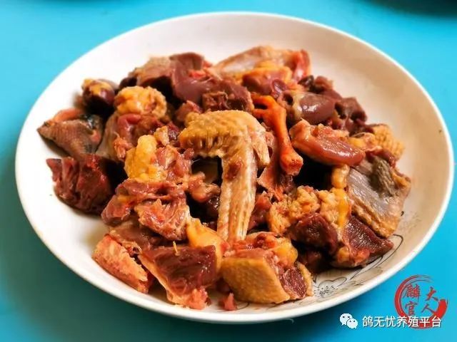 肉鸽养殖视频技术视频_养肉鸽技术视频大全_肉鸽养殖技术视频教程