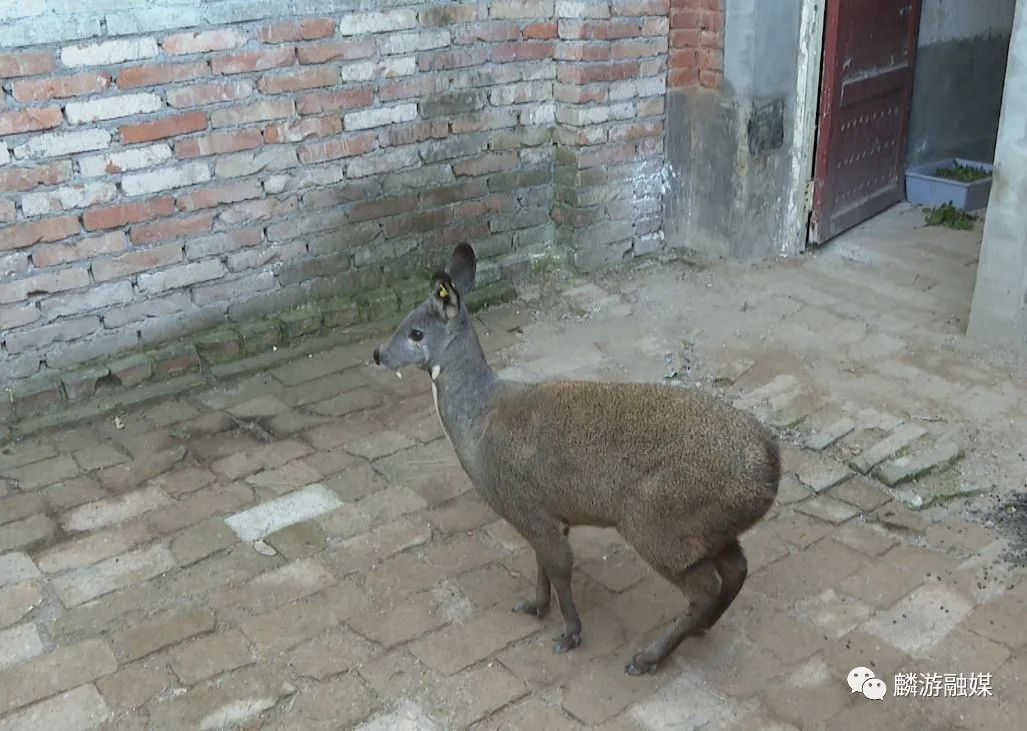 养殖林麝致富_致富养殖林麝产地_致富养殖林麝怎么养