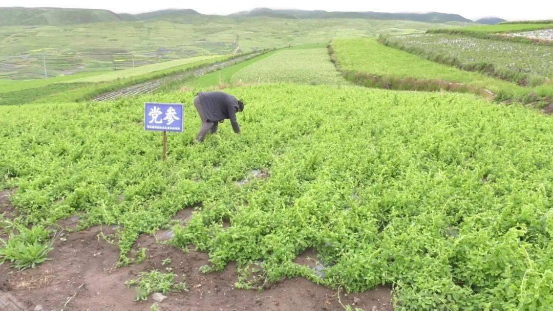 党参种植致富_致富种植党参图片_种植党参的有利条件