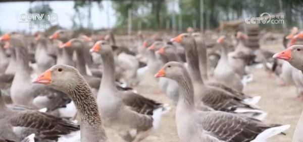 视频致富养殖鳗鱼网红_致富经鳗鱼养殖视频_致富经养殖鳗鱼视频网